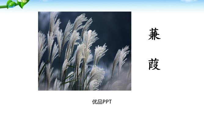 蒹葭PPT课件6
